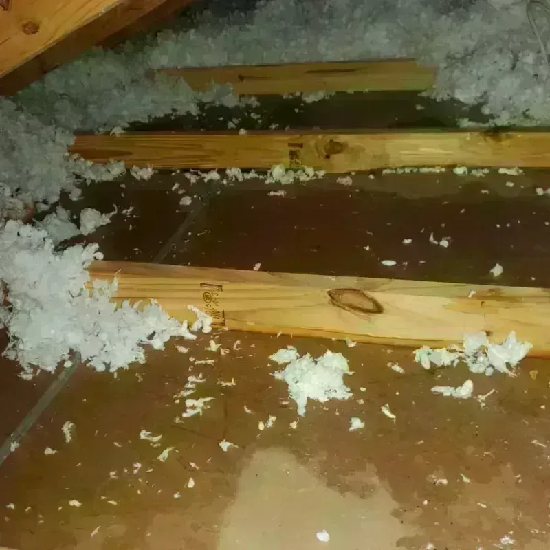 Attic Water Damage in Bellview, FL