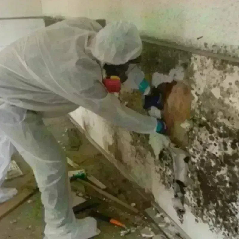 Mold Remediation and Removal in Bellview, FL